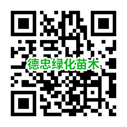 手機(jī)網(wǎng)站