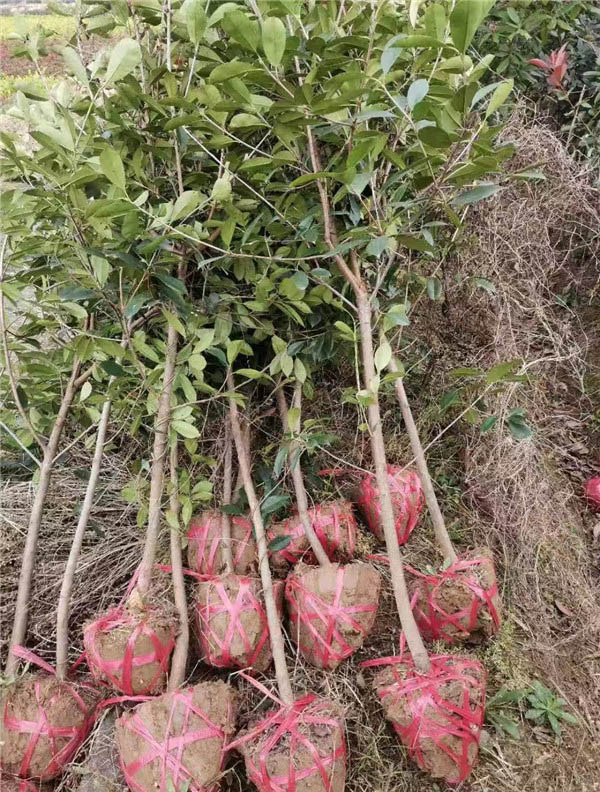 紅葉石楠