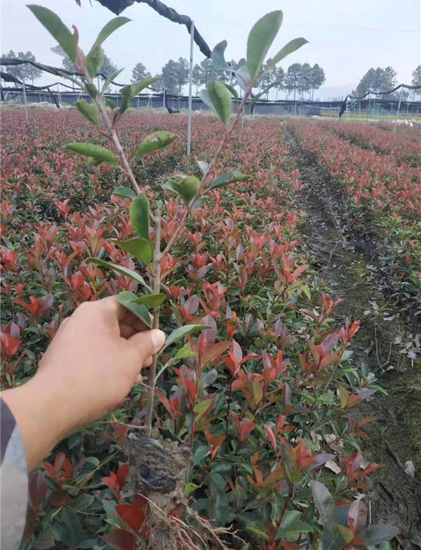 紅葉石楠