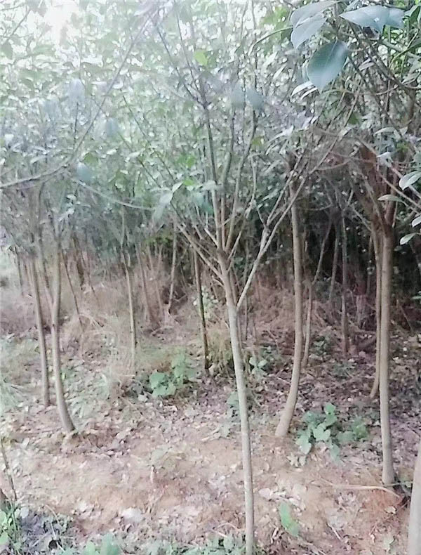 紅葉石楠