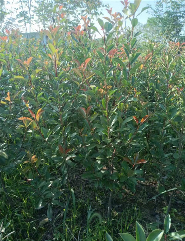 紅葉石楠
