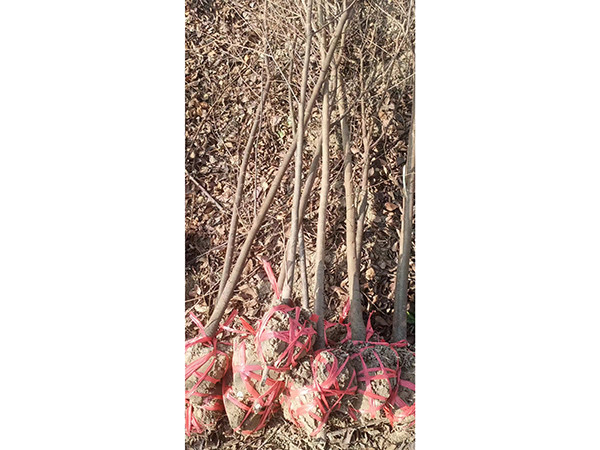 紅櫸