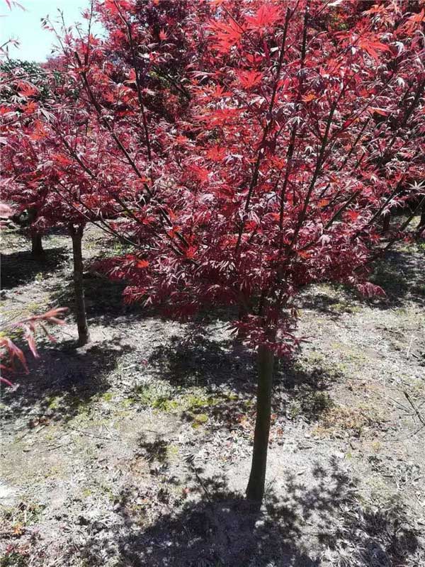 紅楓