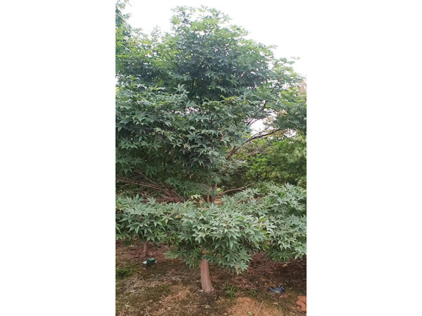 紅楓