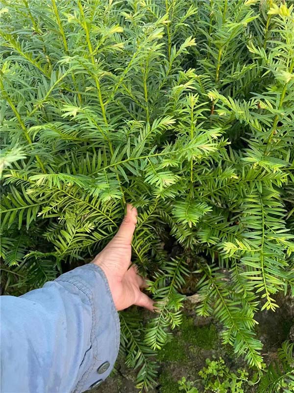 紅豆杉