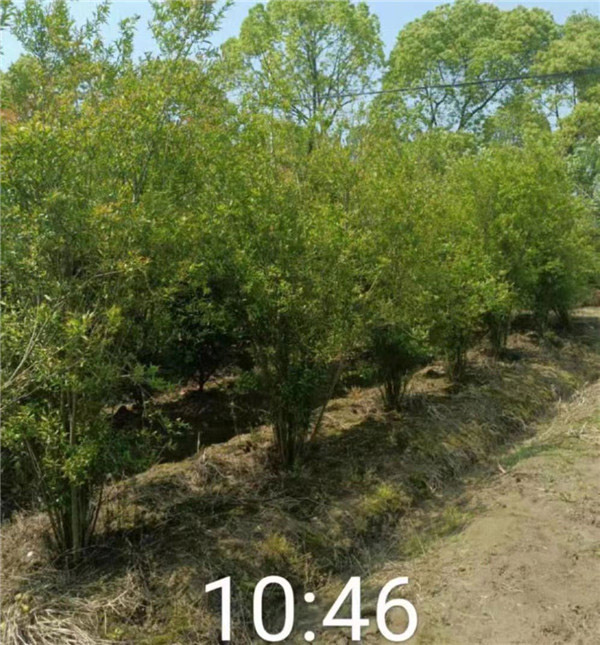 果石榴