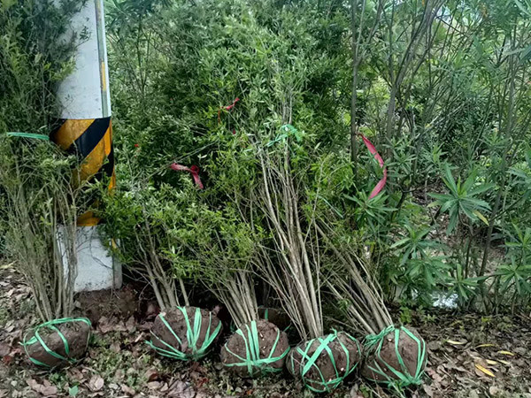 果石榴