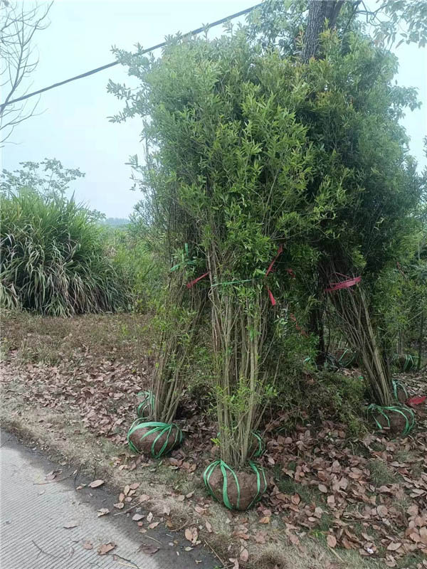 果石榴