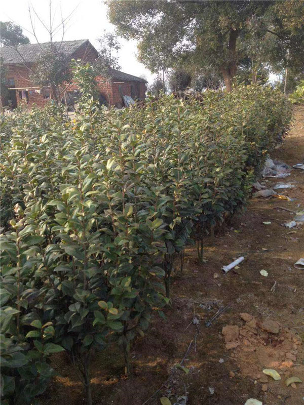 茶花