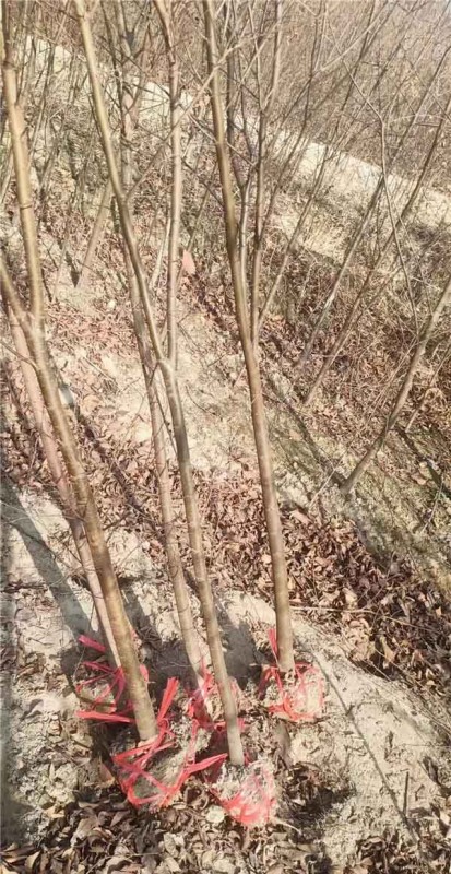 紅櫸