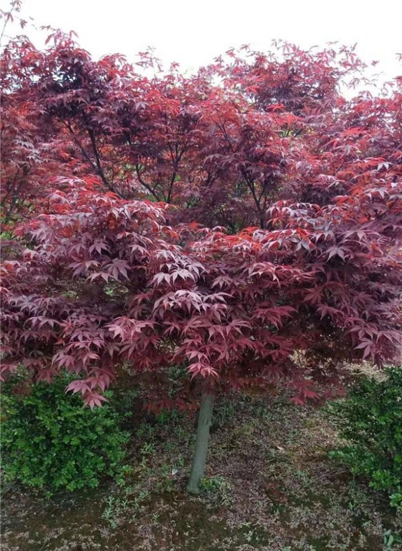 紅楓