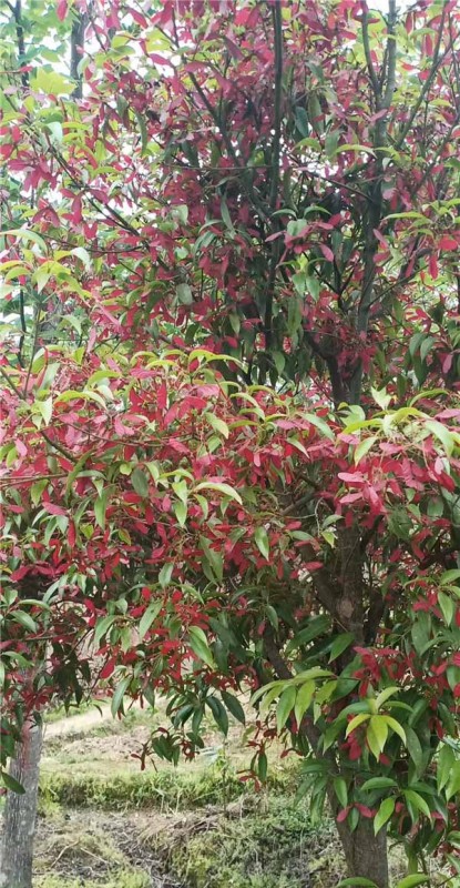 紅翅槭