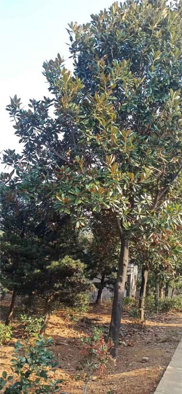 廣玉蘭