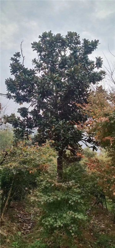 廣玉蘭