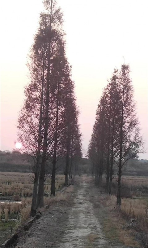 池杉