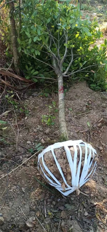 茶花